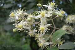 Clematis montana
